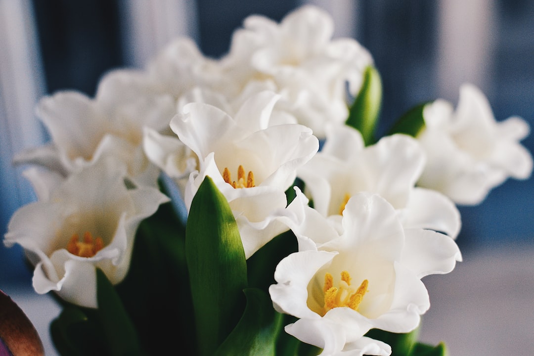 macro shot photography of white flowers