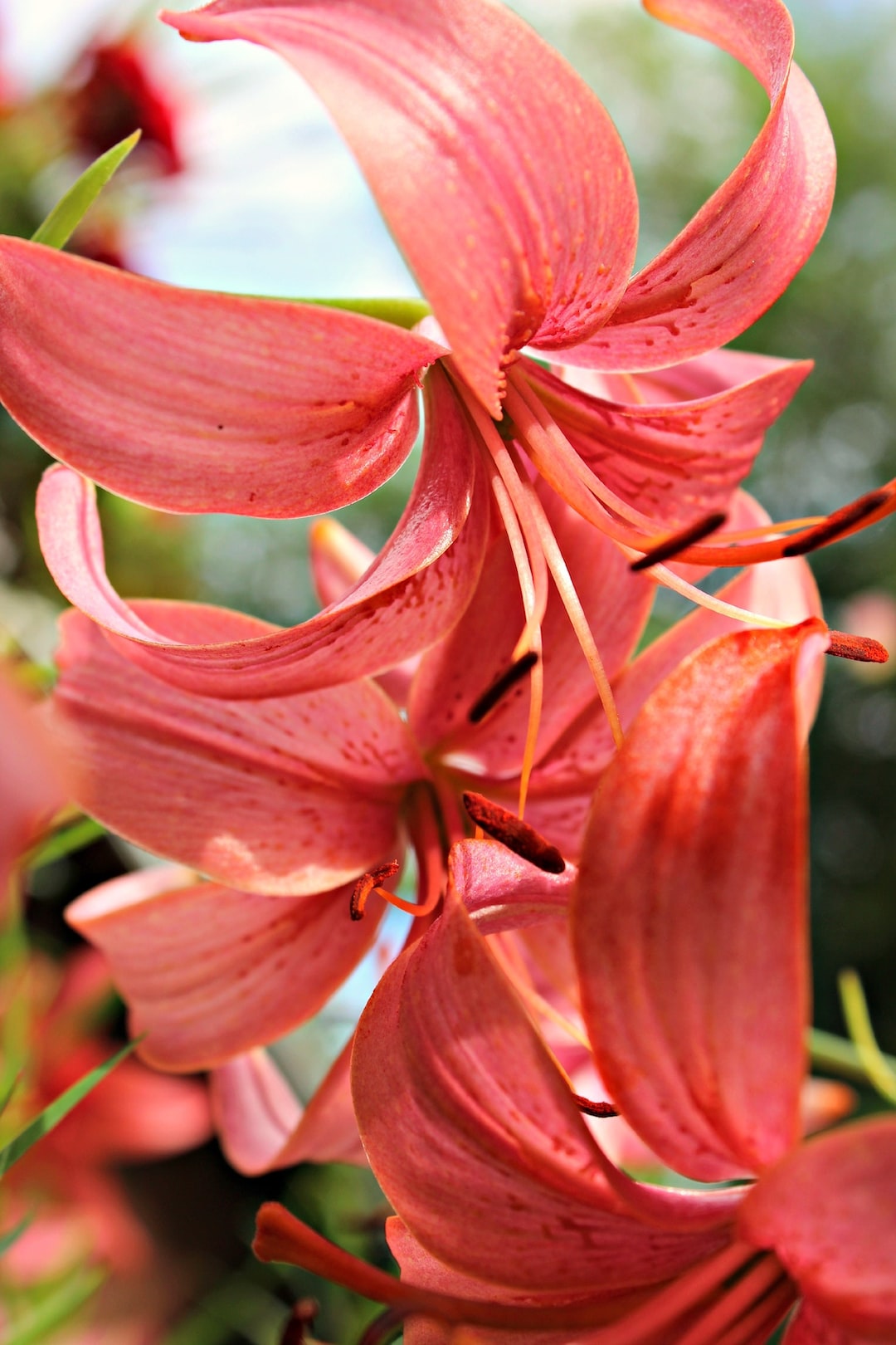 red petaled flower in close-up photo
