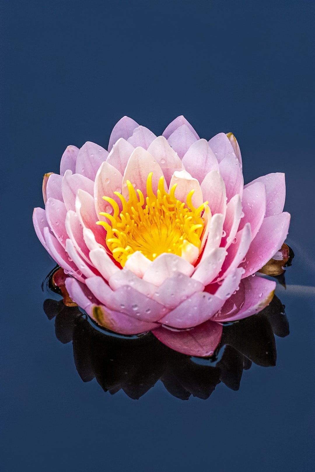 white and purple flower in water