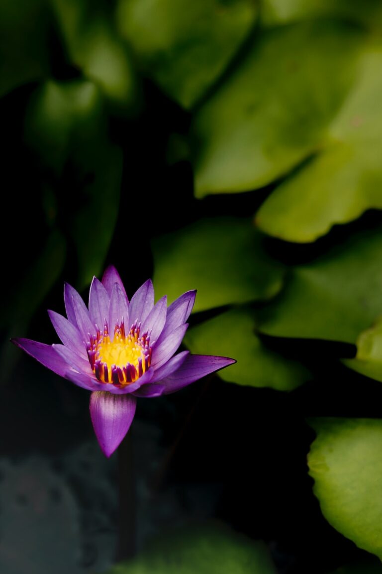 Pond Lily 30