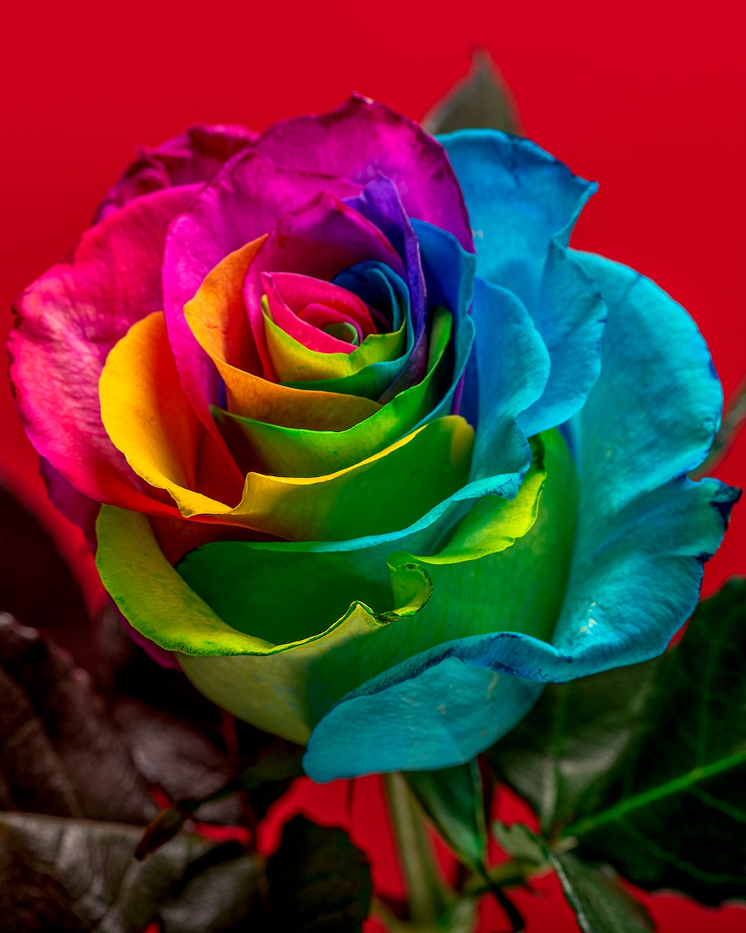 a rainbow colored rose with a red background