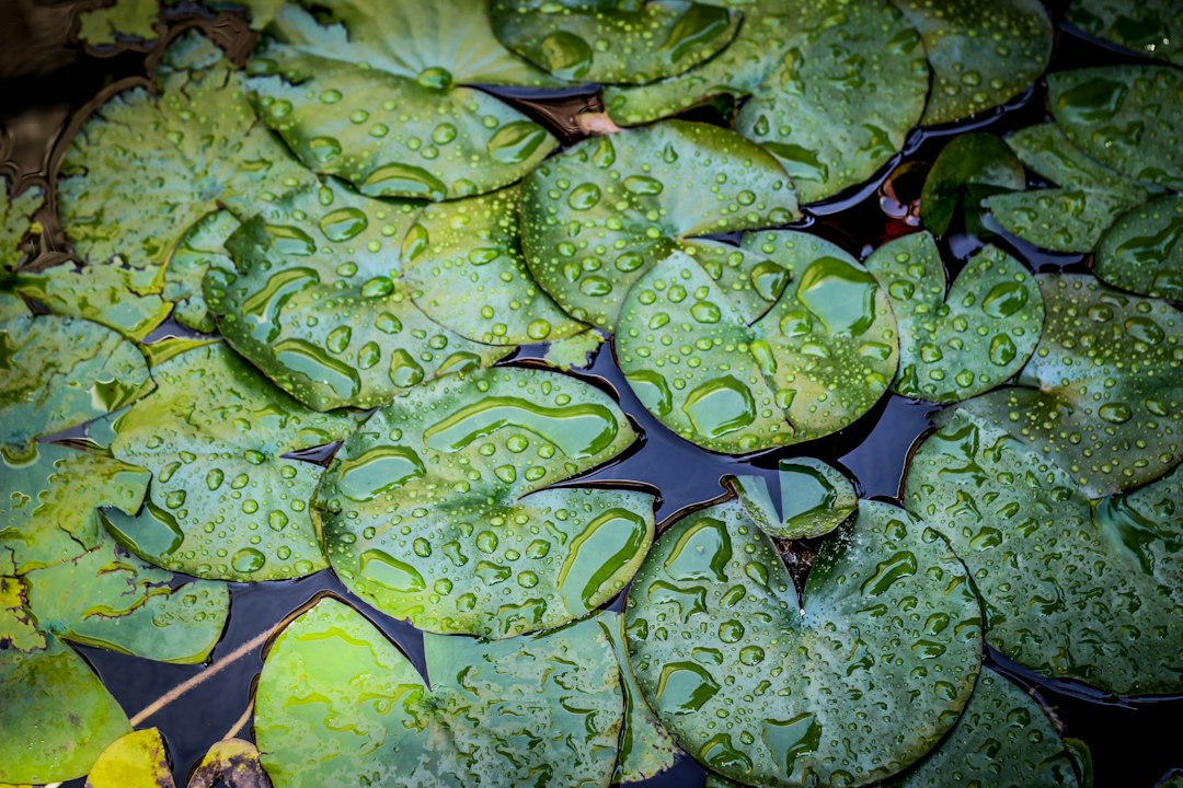 macro photography of waterlilies