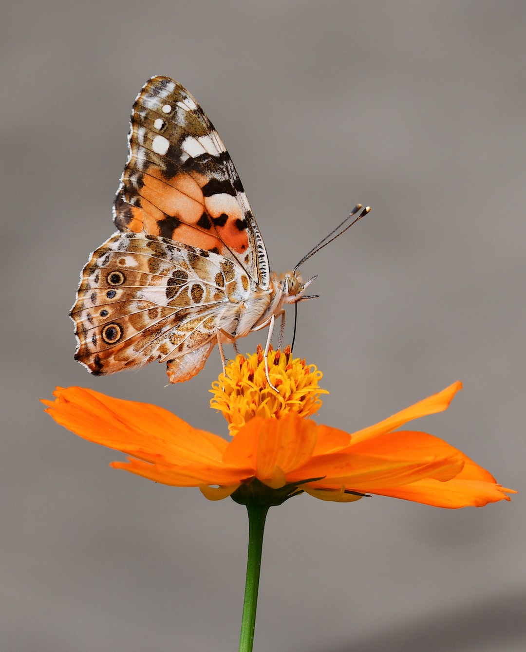 selective focus photography of butterfly on orange petaled flower