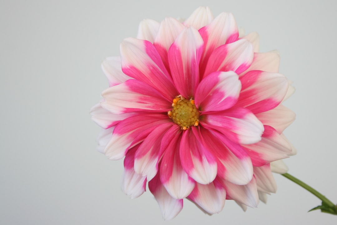 pink and white flower in close up photography