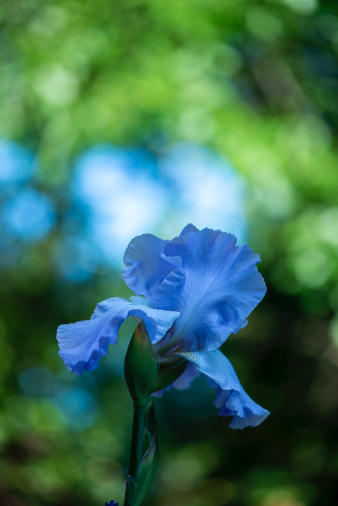 blue flower focus photography