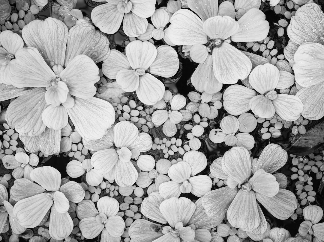 purple flowers on gray scale photography