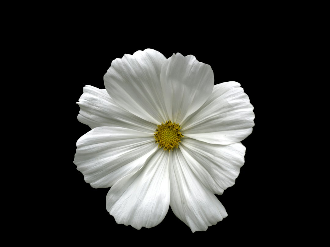 shallow focus photo of white flower
