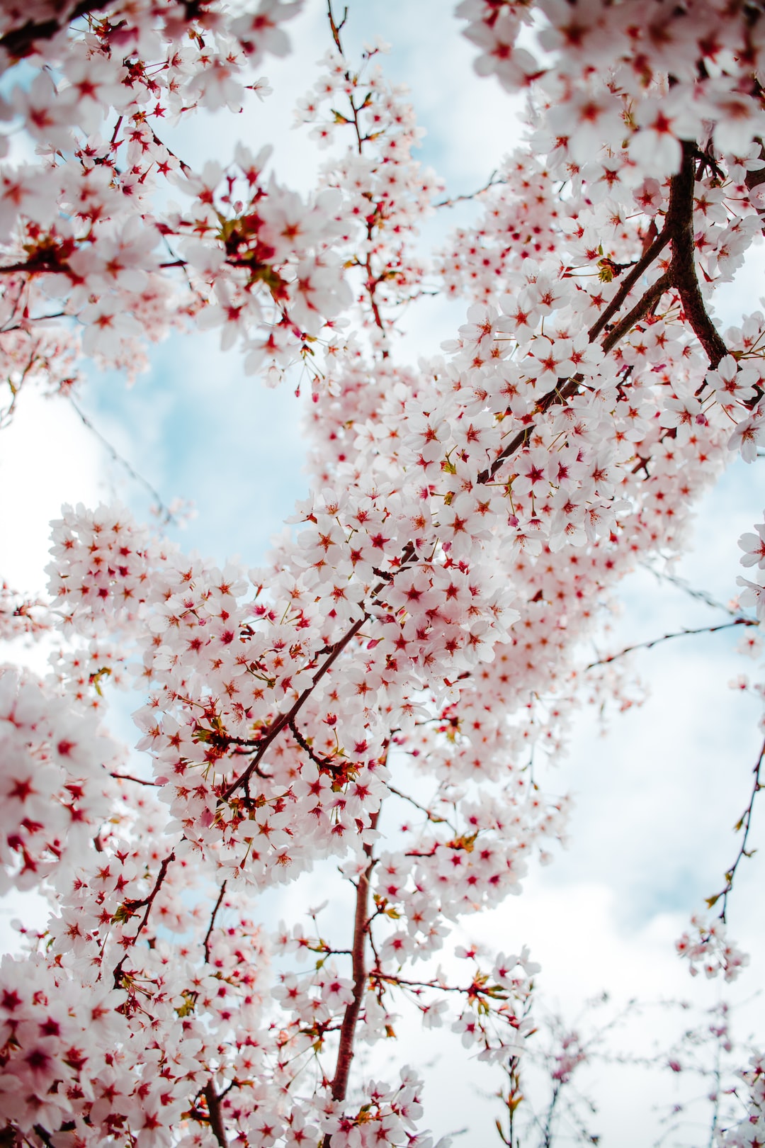 pink cherry blossom tree under white clouds and blue sky during daytime