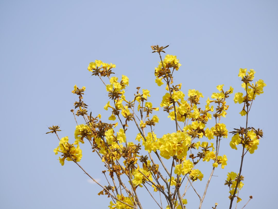 yellow-petaled flowers