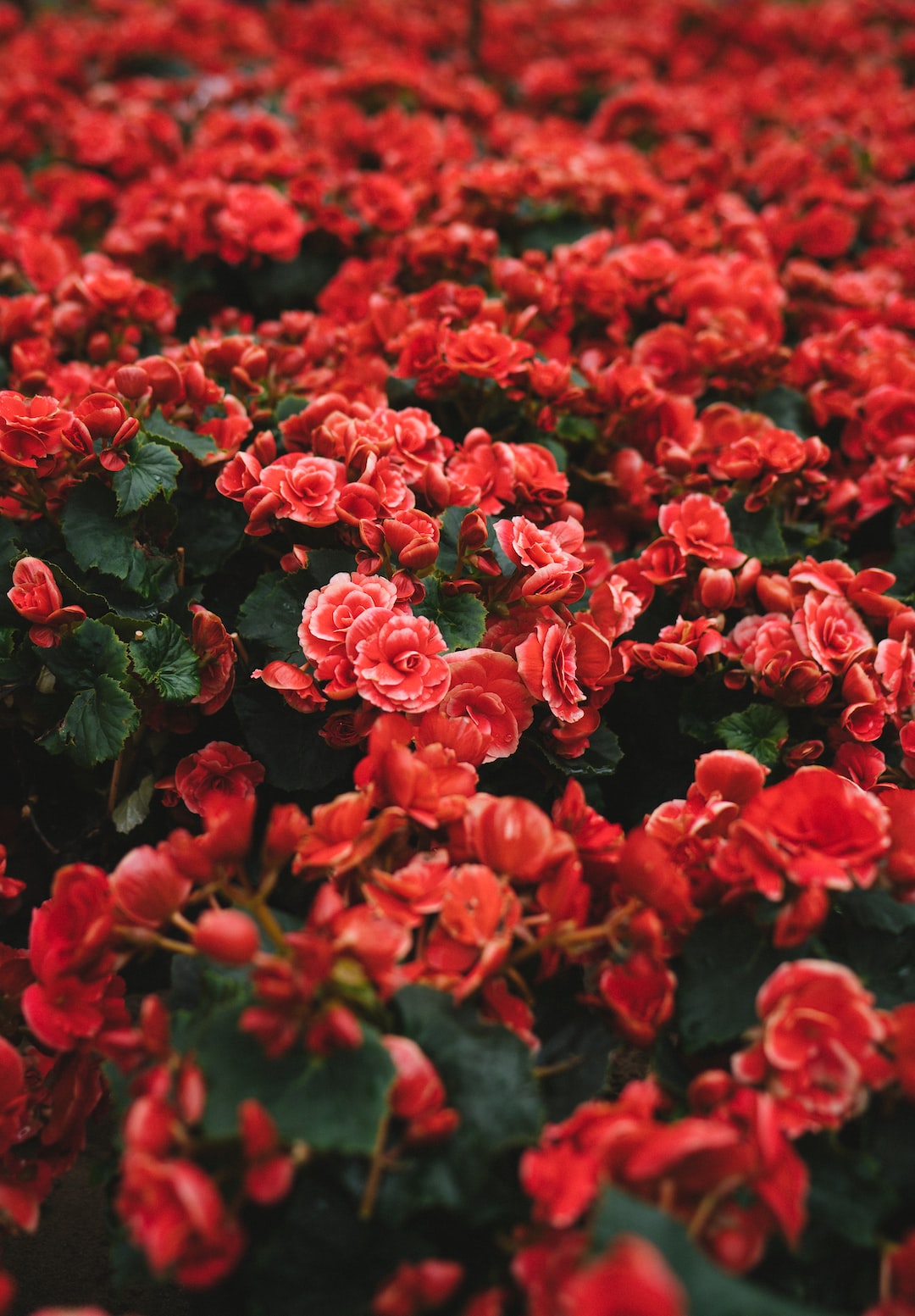 closeup photo of red petaled flower field