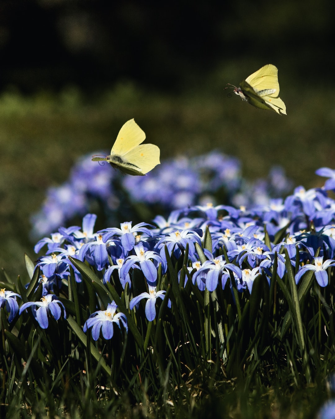 two butterflies flying over a field of blue flowers