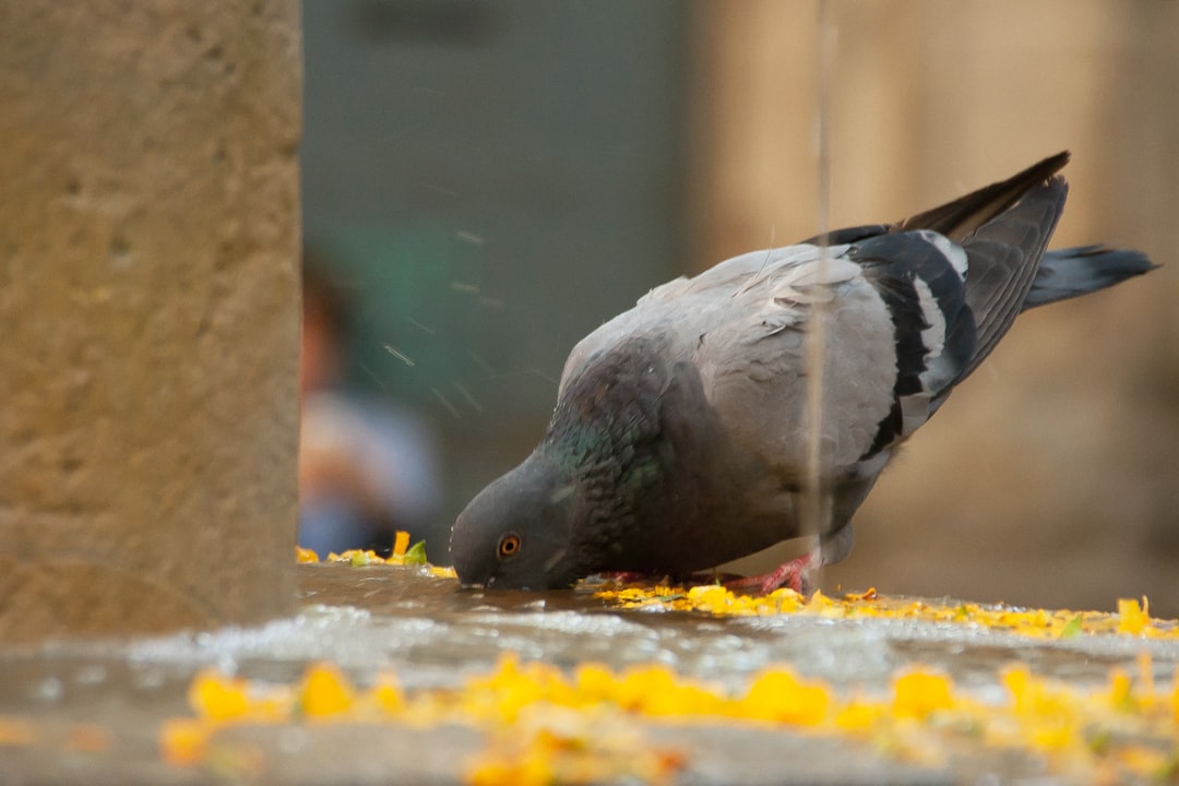 gray pigeon drinking water