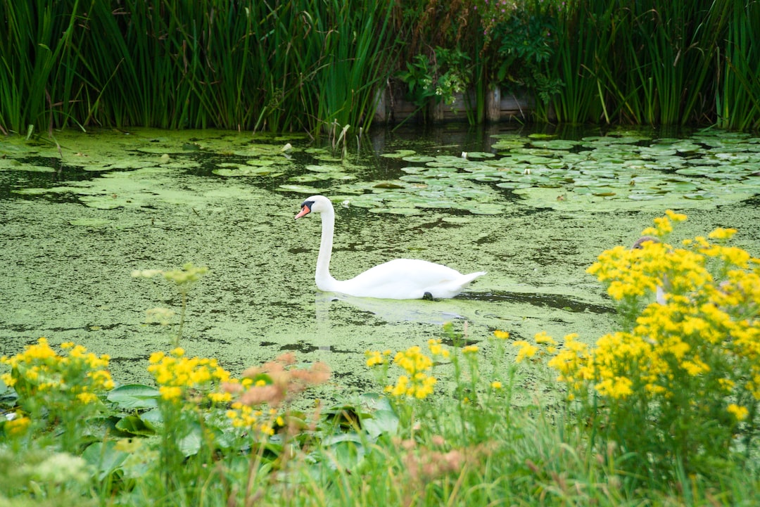 white swan on water near yellow flowers during daytime