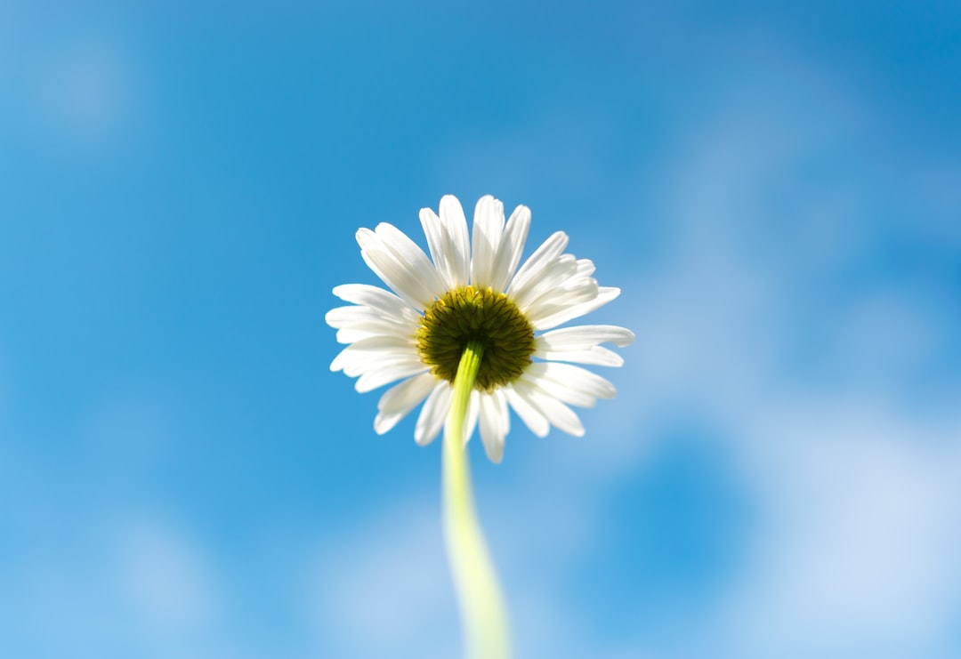 macro shot of white daisy flower