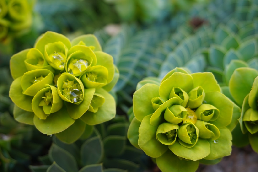 green flower buds in tilt shift lens