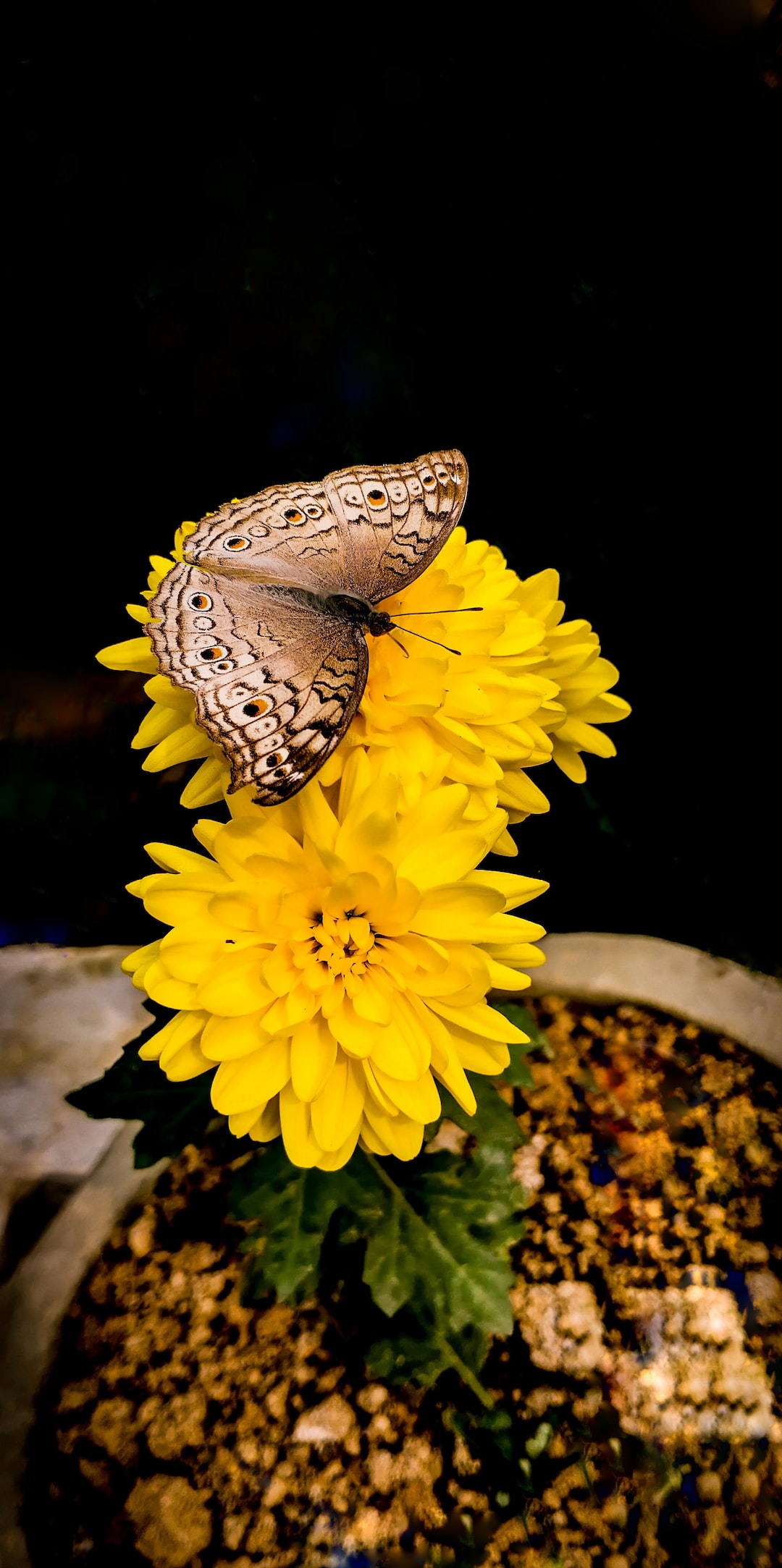 black and white butterfly on yellow flower