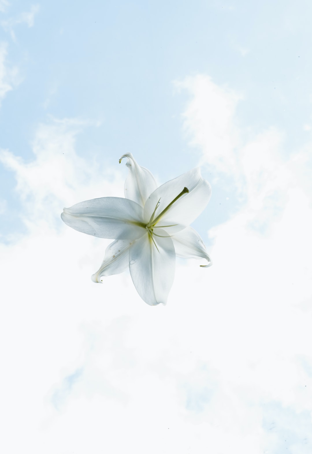 white flower under white clouds during daytime
