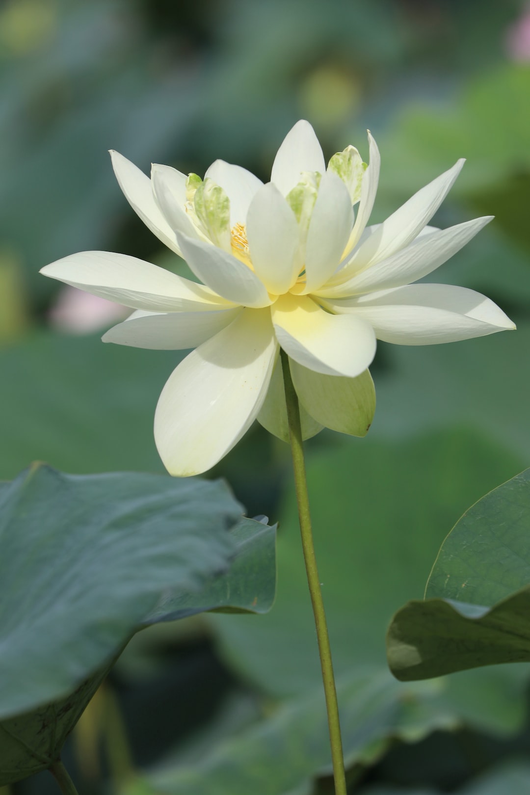 closeup photography of white lotus