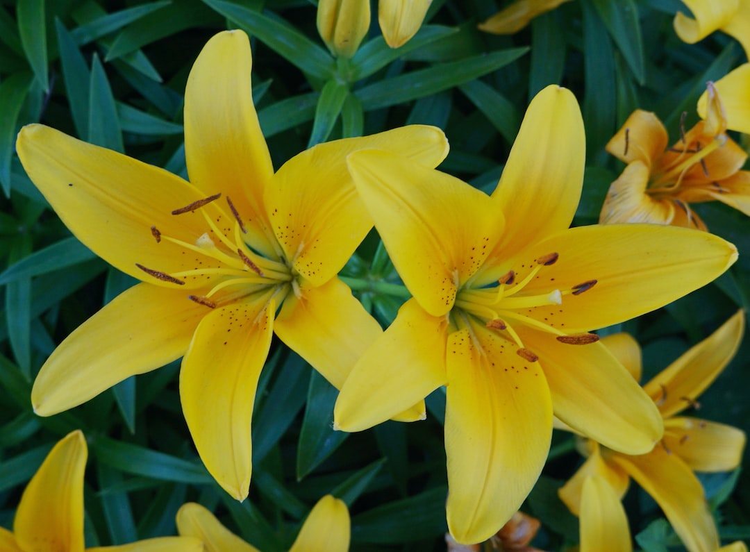 yellow-petaled flowers with leaves