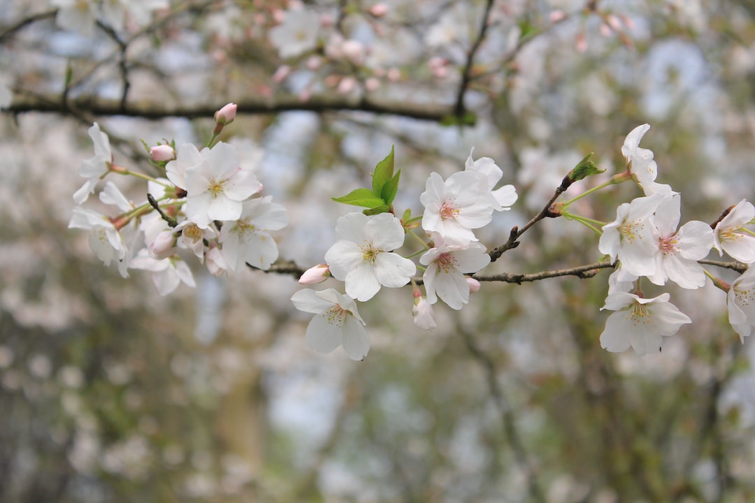 selective focus photo of white cherry blossoms