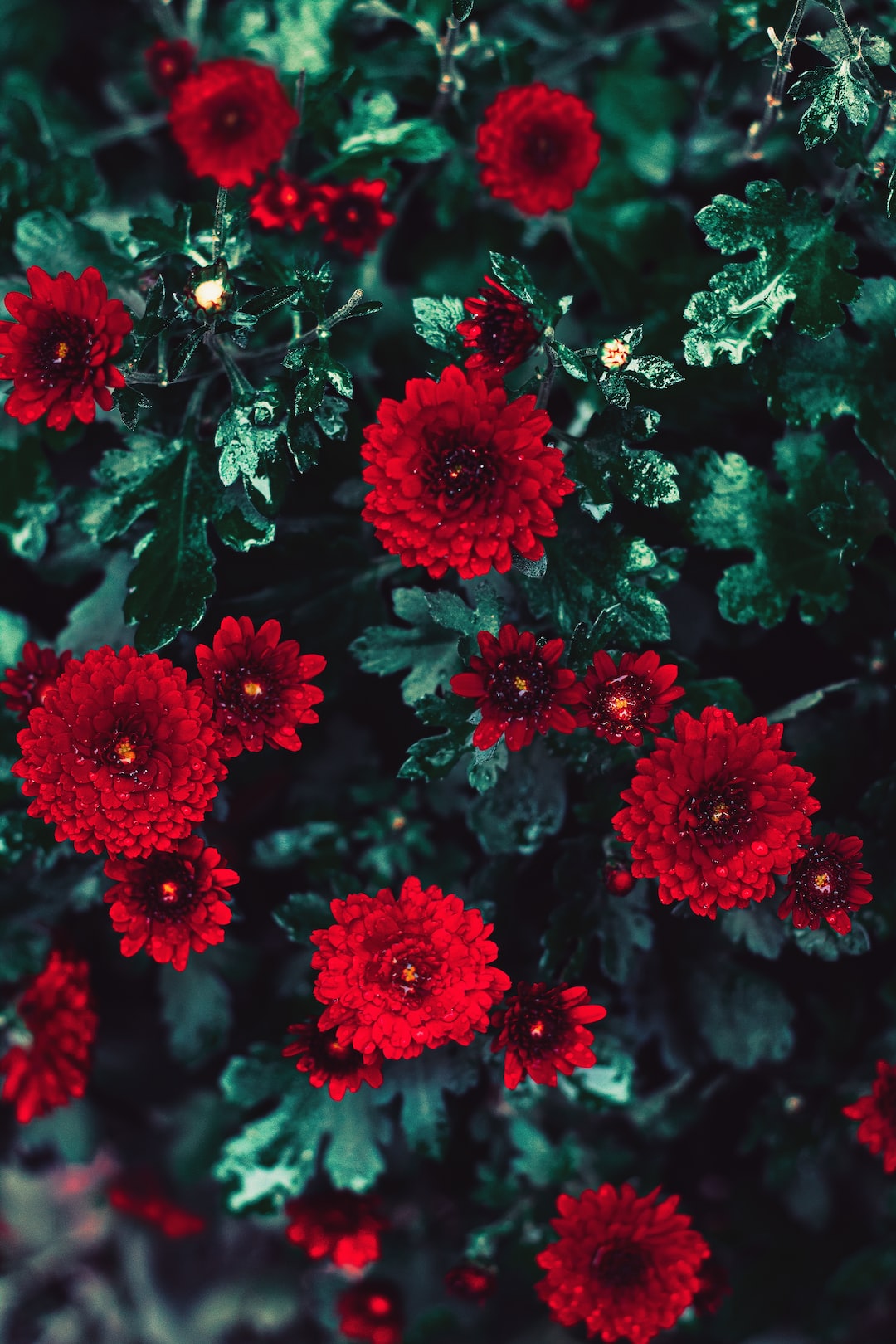 macro photography of blooming red chrysanthemum flowers