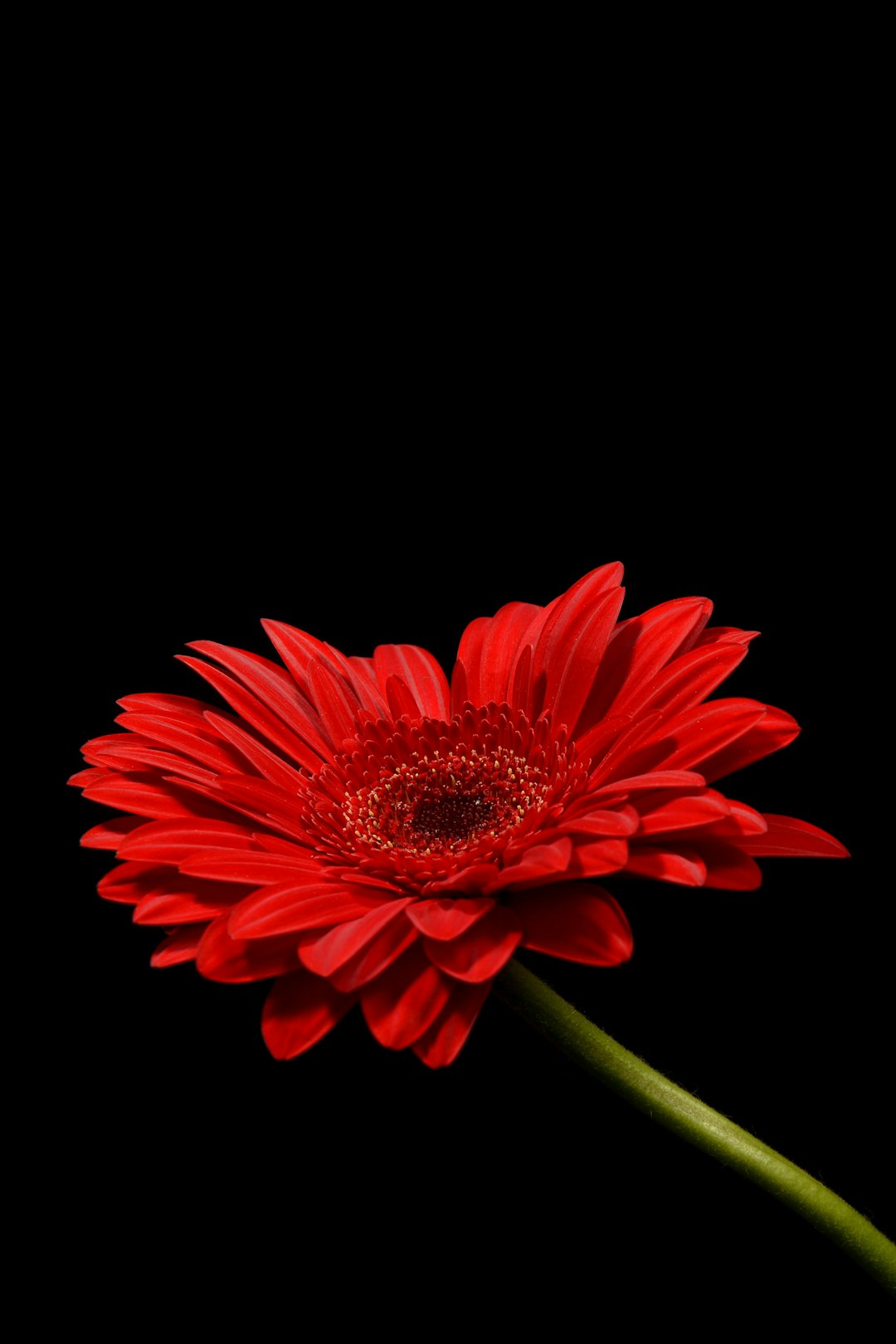 macro photography of red petaled flower