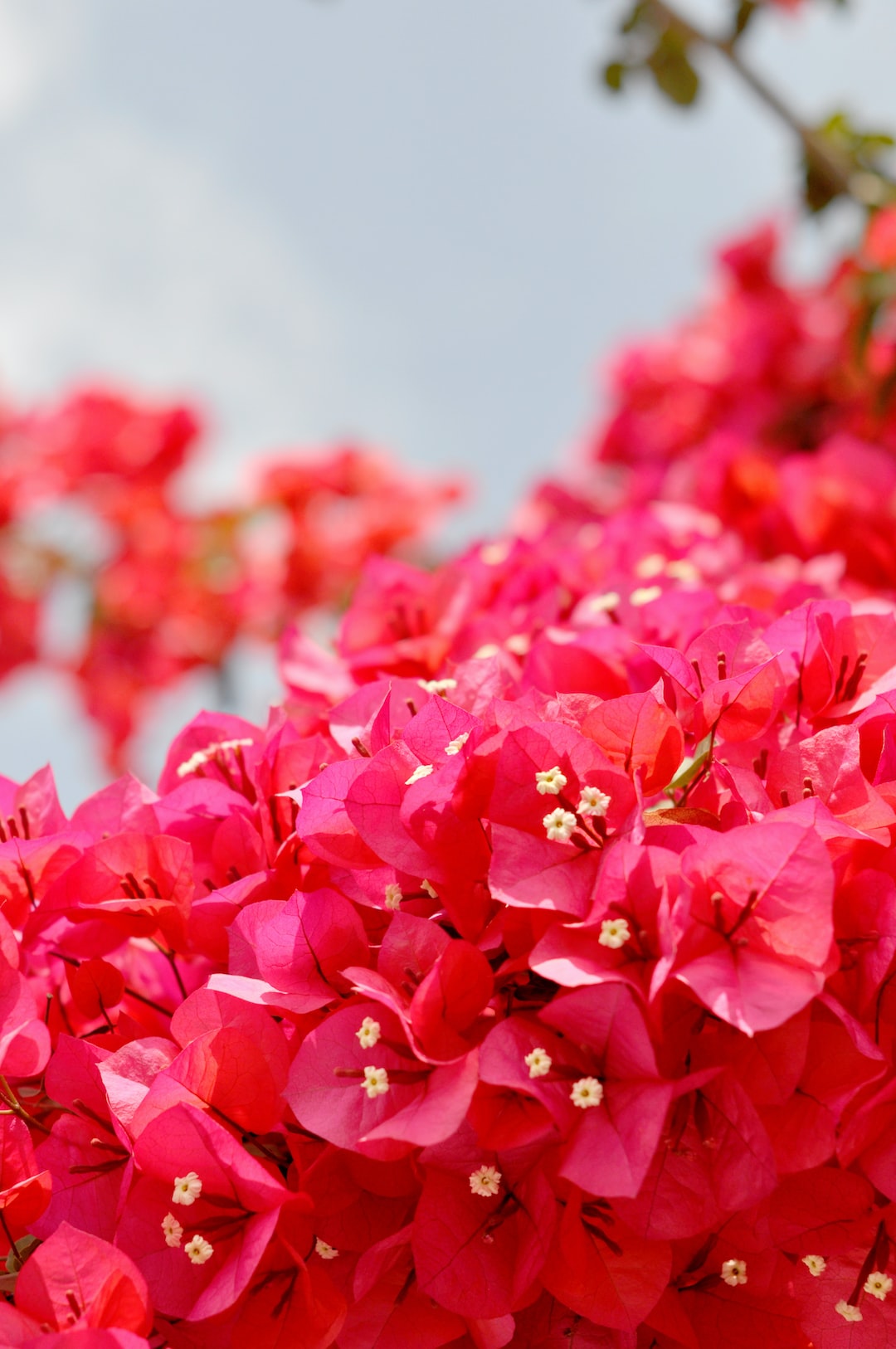 selective focus photo of pink bougainvillea flowers