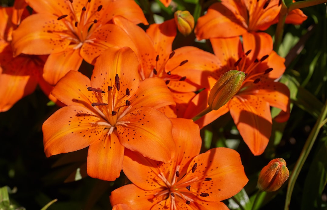 closeup photography off orange lily flower