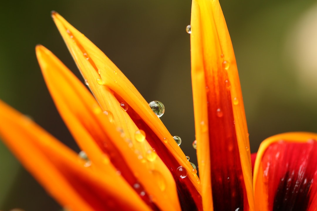 close-up photo of dew on flower