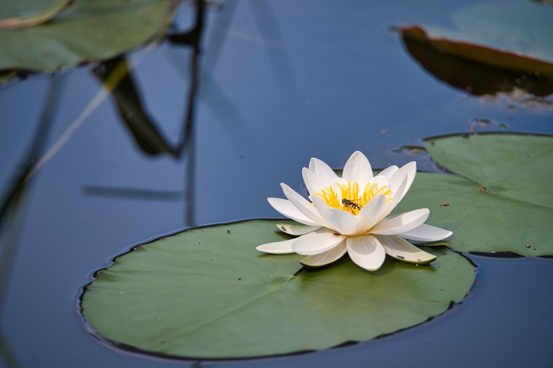 white and yellow lotus flower in bloom