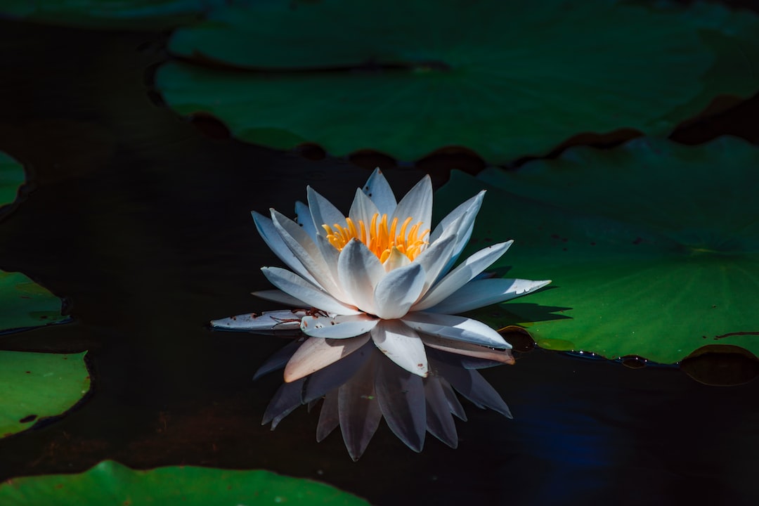 white lotus floating on body of water