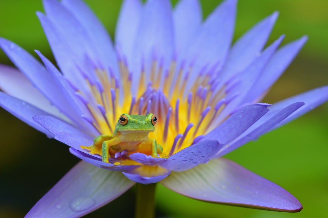red eye frog on top of purple petaled flower